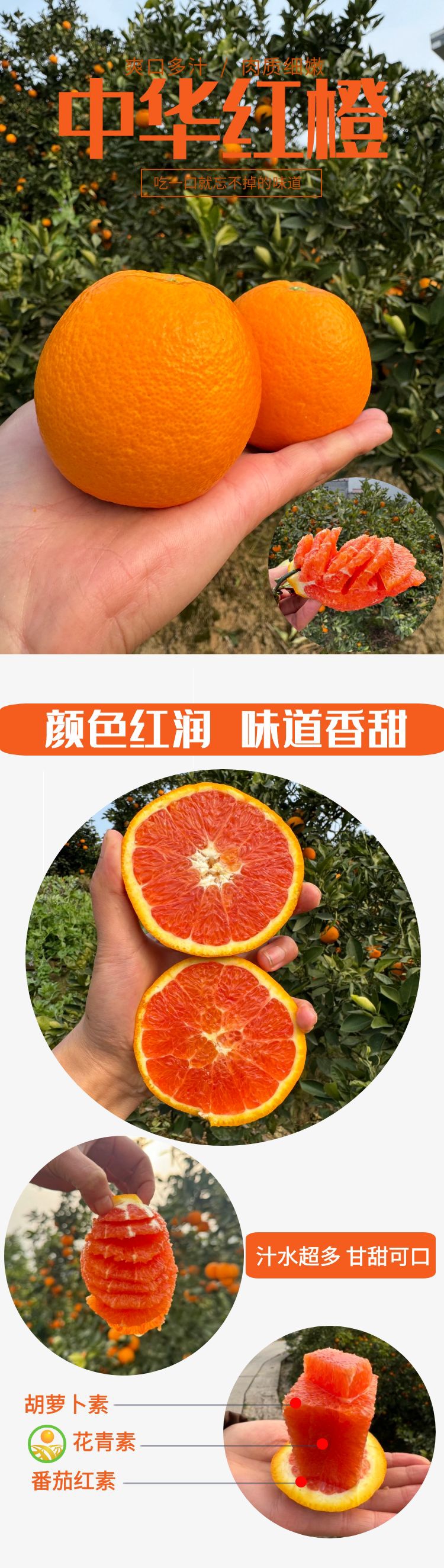 标清红橙 - 副本.jpg